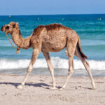 20220907 Djerba 2 20220907 Djerba 2