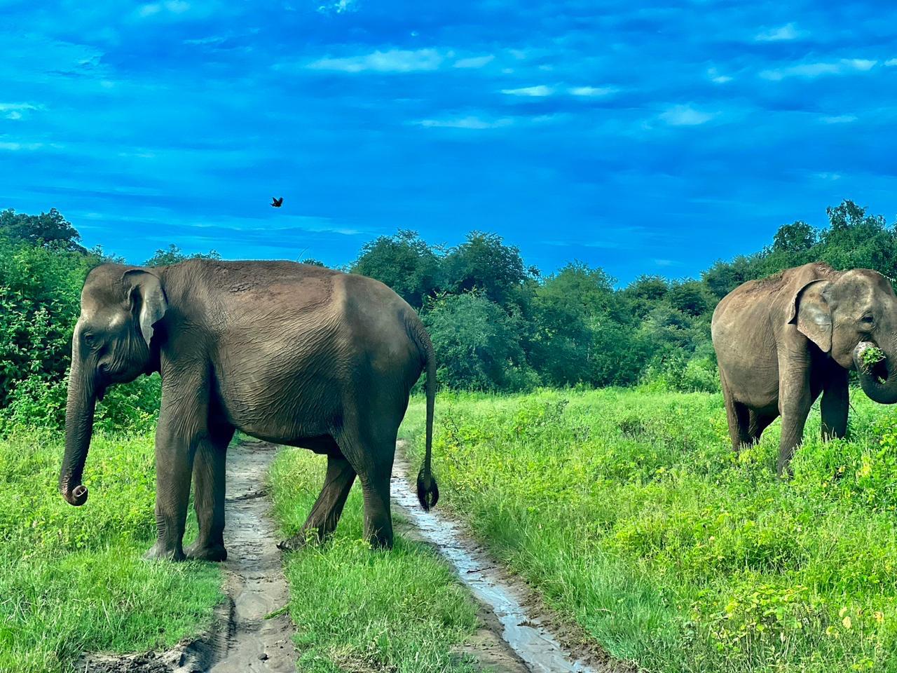 Elefanten Yala Nationalpark Sri Lanka
