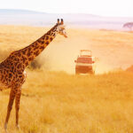 Giraffe Kenia Giraffe Kenia