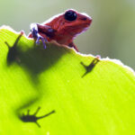 CostaRica-Blue Jeans Frog CostaRica-Blue Jeans Frog