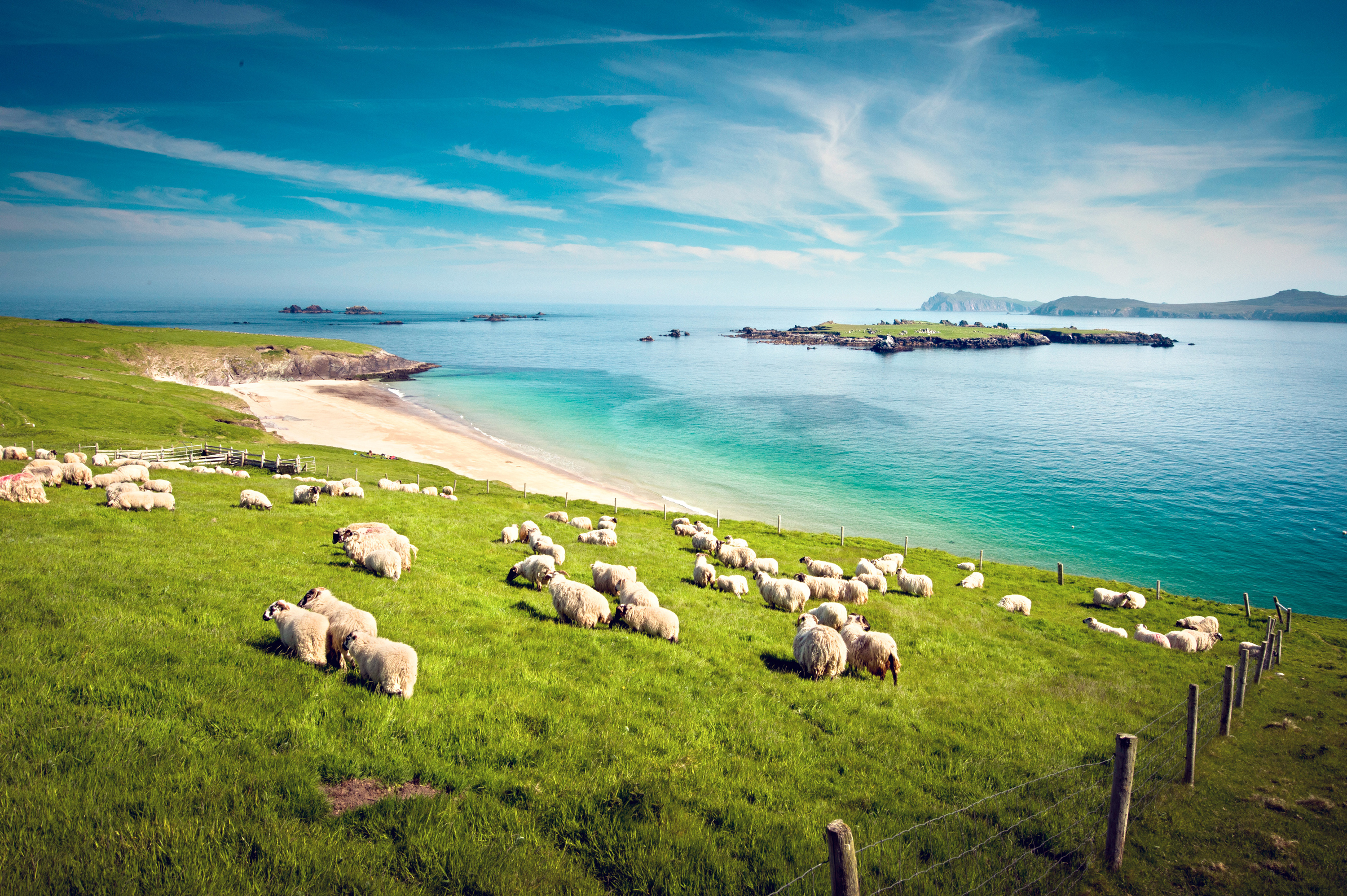 Irland, Wiese mit Schafen und Strand im Hintergrund