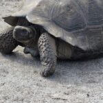 Galapagos Riesenschildkröte Galapagos Riesenschildkröte