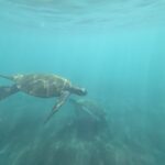 Meeresschildkröte Meeresschildkröte