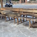 Seelöwen in St. Cristobal Seelöwen in St. Cristobal