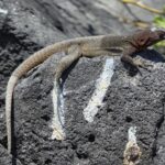 Vulkan-Eidechse Vulkan-Eidechse