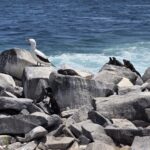 Nazcatölpel und Leguane Nazcatölpel und Leguane