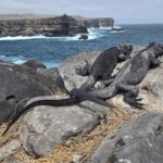 Meerechse, Iguana Meerechse, Iguana